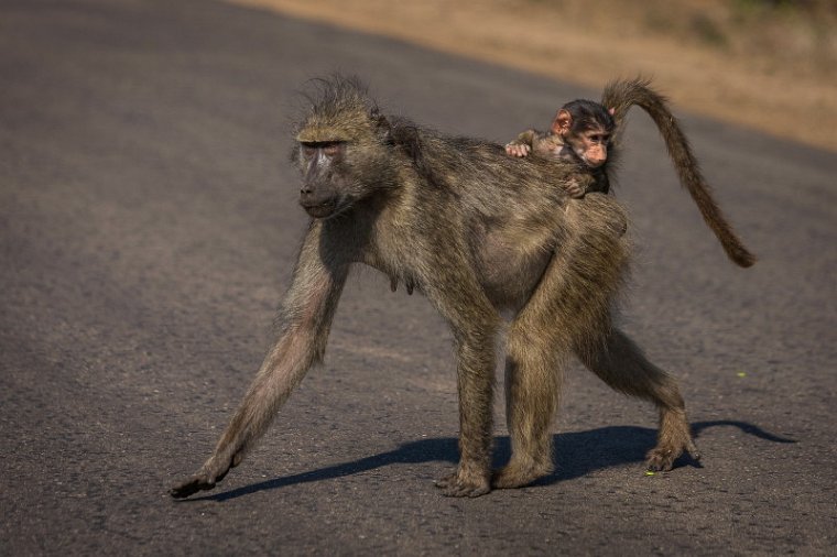 084 Kruger National Park, bavianen.jpg